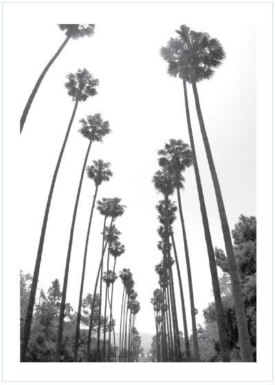 poster med palmer, palmposter, palmaffisch, palmavtal, petite charlie, fotokonst